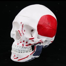 1: 1 étude De Modèle De Squelette De Crâne Musculaire De Tête Humaine