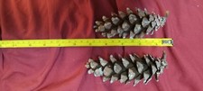 30 eastern white pine cones 3" to 5"