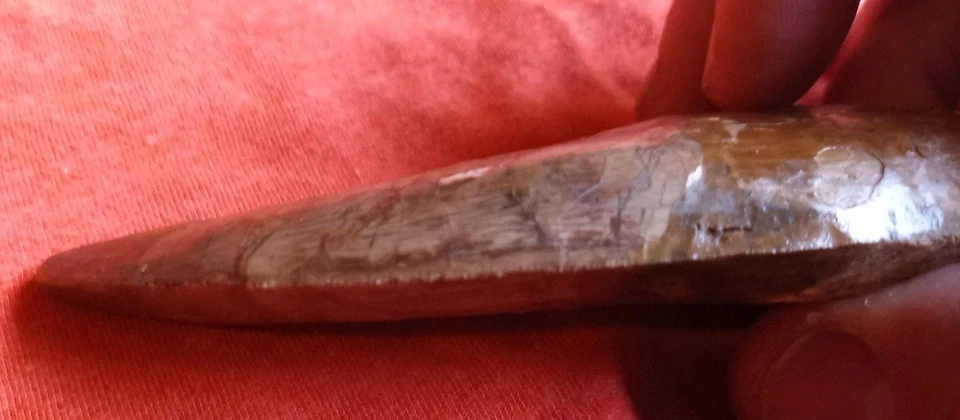 Rare Carcharodontosaurus Dinosaur Tooth Africa T Rex Cousin 95 Mil Yrs Fossil 4” - Image 4 of 4