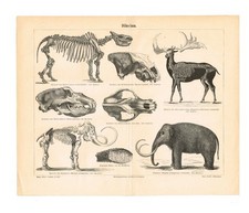 Paleontology Mammoth Bones $ Skull FOSSILS  Antique Vintage Authentic Print 1892