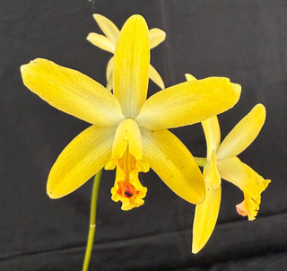 RON Cattleya Orchid Rth. Rosella's Aussie Pearl x C. blumenscheimii (D590)