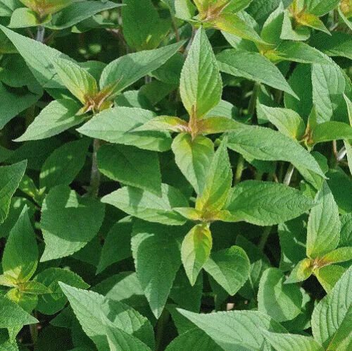 Herb plants, garden ready, 9cm pots lots of choice - Picture 172 of 298