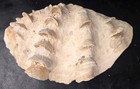 Large Vintage Fluted Giant Clam Shell (Tridacna Squamosa) 12inx8in — photo 2