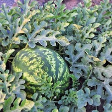 Jubilee Watermelon - Seeds - Non Gmo - Heirloom Seeds – Fruit Seeds