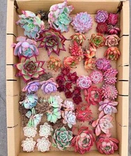 Mystery box(3-6 plants) - April Farm/Rare Succulents