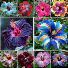 Hibiscus Flower Seeds for Planting - 200 Hibiscus Seeds Perennial Giant Flower