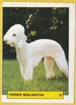Hunde - Spanischer Sammelkartenaufkleber um 1981 Merchante #27 Bedlington Terrier
