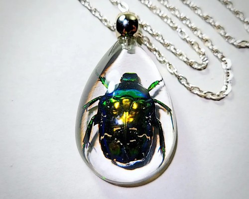 Real Chafer Beetle in Resin Necklace, Insects Jewelry, Oddities, Cetonia Aurata - Picture 6 of 6