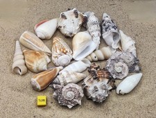 Shells For Hermit Crabs Natural Seashells Hermit Crab Shells Homes (Medium)