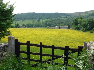 Photo A3 Wharfedale buttercup meadow Appletreewick  c2013