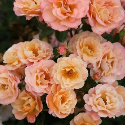 MESARBUSTES.COM Rosa Urban Streetlight® 'Cubana' - Rosier hybride Kordes orange