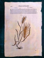 MATTIOLI MATTHIOLI Erbario a figure grandi originale del 1604 GRANO