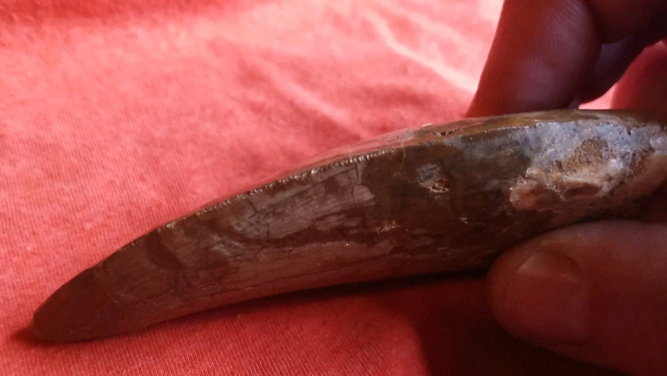 Rare Carcharodontosaurus Dinosaur Tooth Africa T Rex Cousin 95 Mil Yrs Fossil 4” - Image 3 of 4