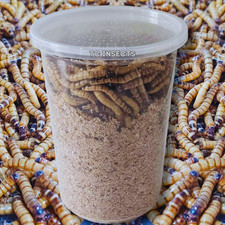 Live Superworm - FREE Shipping Bulk, Grown Organic in Texas 500-1000
