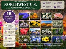 1/4 Pound Northwest U.S. Bulk Wildflower Seed Mix 1/4lb Covers 750sq-ft