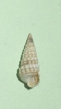 Pirinella conica - POTAMIDIDAE - Egyptian Sea Shell - 13mm  F++ #1309