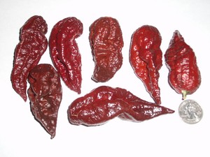 pepper seeds super hot chocolate fresh premium