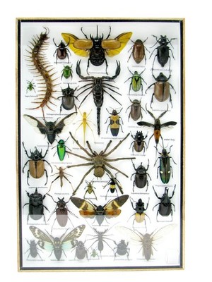 Unique Piece - Real 3D Prepared Insects, Museum Quality Showcase Mural a-xl-20