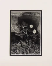 Ansel Adams Datura Flowers Canyon de Chelly 1947 SM Matted