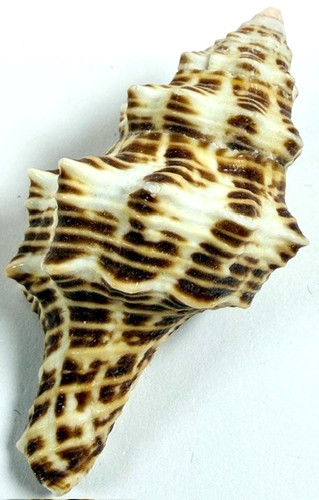 Lattrius belcheri 56.0mm Belcher's Murex Shell Collector