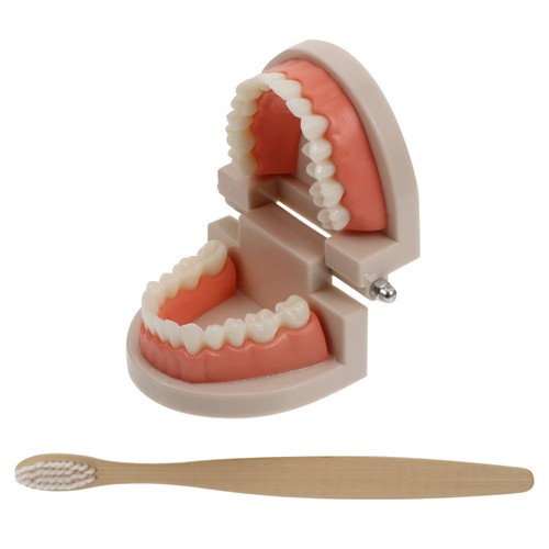 2 Sets Early Childhood Education Brushing and Washing Tools Oral Tooth Model - Bild 11 von 12