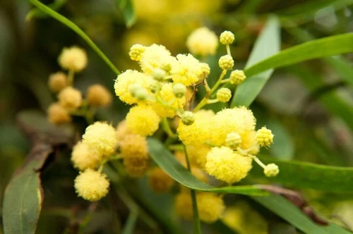Acacia retinodes var. retinodes Seeds - "Wirilda", "Ever-blooming Acacia"
