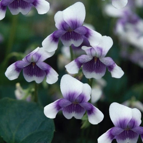 Viola hederacea plug plants garden evergreen flowers trailing pansy