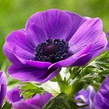 Easy to Grow Italian Anemone - Mistral Plus Grape 10 Plant Bulbs