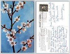 Apricot Blossoms Modeled In Glass By Rudolph Blaschka Postcard AF915