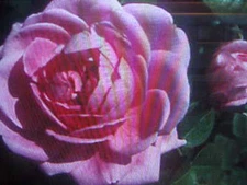 25 SEEDS   FRAGRANCED LARGE BLOOM PINK VIRGINIA ROSE FLOWER SEEDS