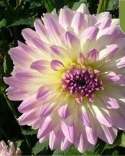 20 SEEDS for Violet Purple LUCCA DAHLIA rare flower exotic plant bush USA Seller
