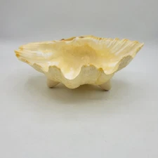 Vtg - Natural Clam Half Seashell with Attached plastic support feet. 8"×6"