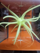 Spikey Sphere Coike Urchin Creature Bait Lure...