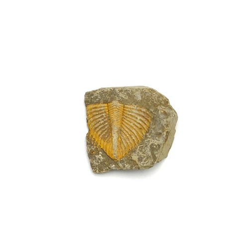 1pcs Natural Fossil Trilobite Coronocephaluon Matrix Rock Crystal Specimen - Picture 10 of 12