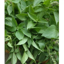 Basil, Lemon - 100+  Seeds, Heirloom Herb (Ocimum basilicum)