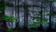Landscape nature trees forest branch leaves morning mist Custom Gaming Mat Desk