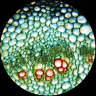 AmScope B120C 40X-2500X LED Lab Binocular Compound Microscope with 3D-Stage
