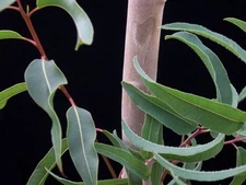 Eucalyptus citriodora, Lemon Scented Gum, Tree Seeds (Fast Fragrant Evergreen)