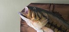 1980 Walleye Or LRG. Mouth Bass Wall Mount Taxidermy Real Skin Fish Documented — photo 2