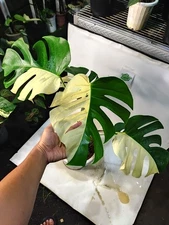 Real Pict Monstera Albo Halfmoon Variegated  6 Leaves