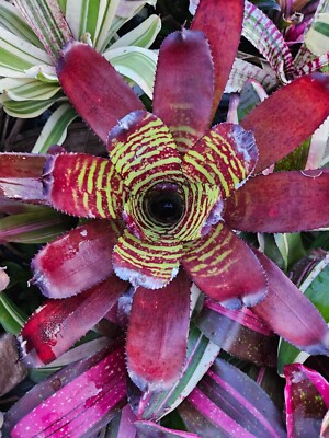 ブロメリア・エアープランツ Neoregelia Sunfire Tiger Devo Bromeliads | Neoregelia 'Sunfire Tiger' Well grown by