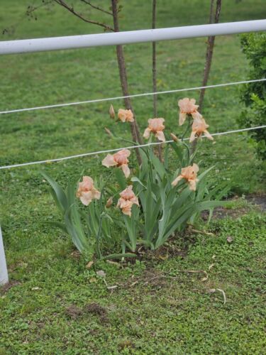 6 SALMON COLOR IRIS BULBS LOW PRICE LAST OF SEASON TELL AUGUST ON SALE