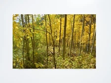 Aspen Fall Leaves Vail Colorado 8X10 Matted Print Photography