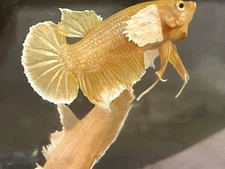 #1 up for sale Male and Female Super Gold Dumbo Ears HMPK Betta