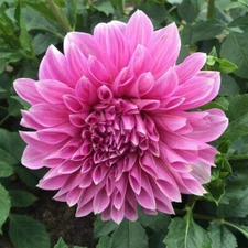 4 Dahlia Tubers : Lady Darlene, Lavender Perfection, Mingus Alex & Sandra