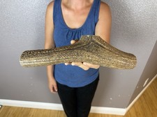 1 Huge JUMBO Whole Elk ANTLER Dog Chew SALE SELECT MASSIVE COLOSSAL BIG 13