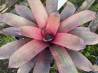 Vriesea David Shiigi Hybrid Mauna Kea x Sherlette’s Pride Bromeliad Bromeliads — photo 4