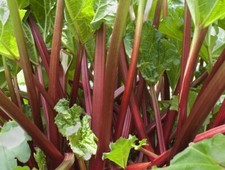 VENDEUR PRO / Lot de 50 graines de Rhubarbe / Jardin BIO !!!