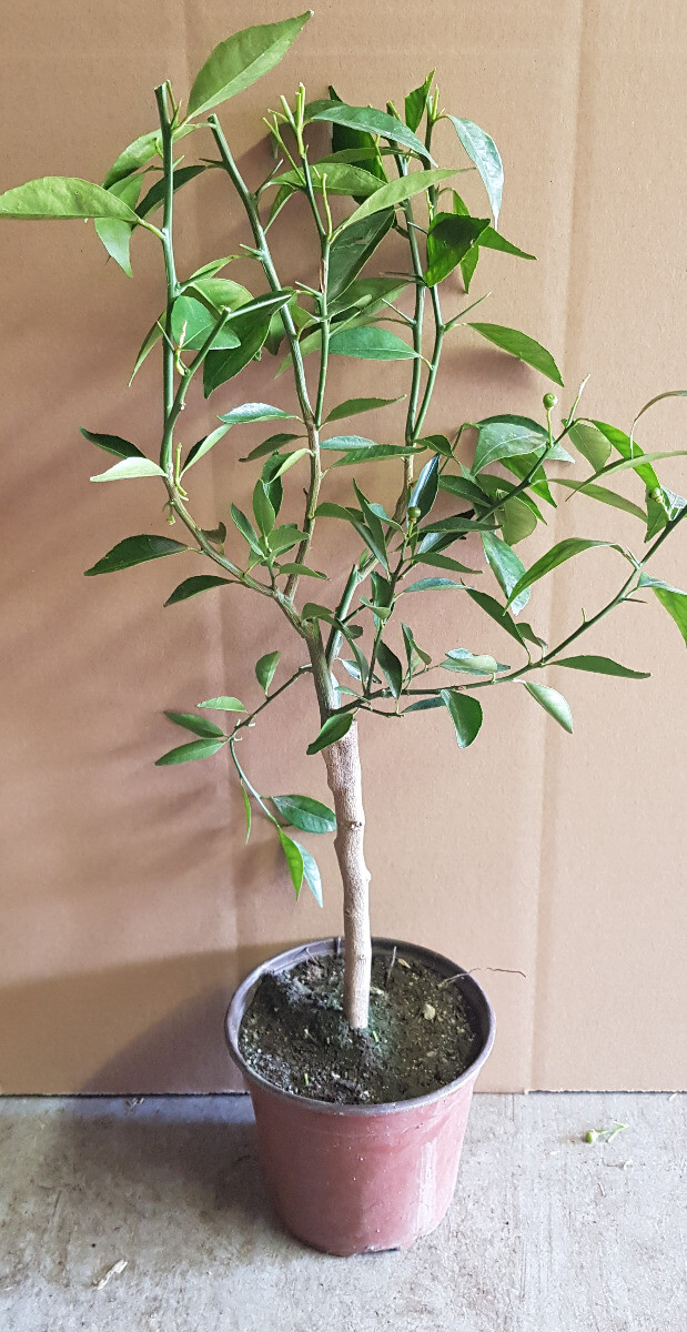 Mandarinier greffé Volkameriana idéal pour sublimer une terrasse ensoleillée - 2