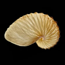 Real Argonaut Shell Paper Nautilus Shell Natural Brown Seashell Rare 2-3" In